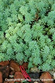 Attēlu rezultāti vaicājumam “Sedum sexangulare”