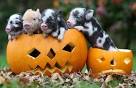 Animal pictures 
of the week: 3 ...