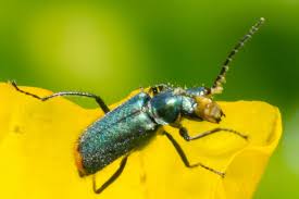 Attēlu rezultāti vaicājumam “Malachidae”