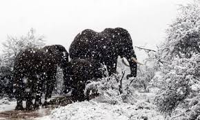Image result for snow africa