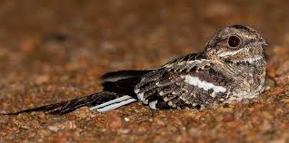 Image result for Caprimulgus ruficollis