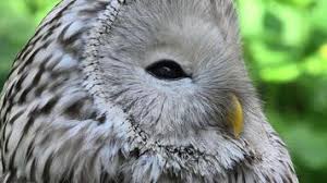 Attēlu rezultāti vaicājumam “Strix uralensis adult”