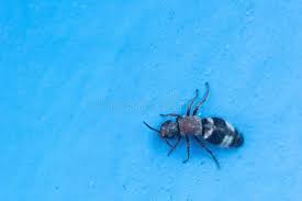 Attēlu rezultāti vaicājumam “Thanasimus formicarius”