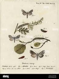 Attēlu rezultāti vaicājumam “Acronicta alni larva”