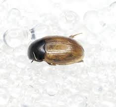 Attēlu rezultāti vaicājumam “Enochrus affinis”