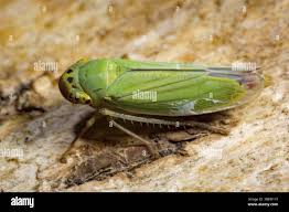 Attēlu rezultāti vaicājumam “Cicadella viridis female”