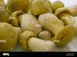 Attēlu rezultāti vaicājumam “Tricholoma flavovirens”