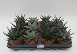 Image result for Haworthia mix