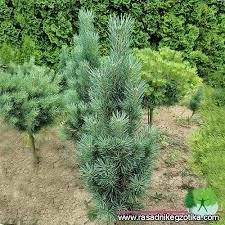 Attēlu rezultāti vaicājumam “Pinus sylvestris var. borussica”