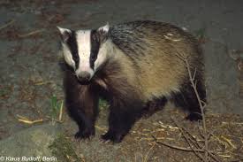 Attēlu rezultāti vaicājumam “Meles meles”