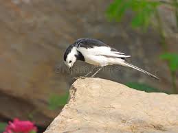 Attēlu rezultāti vaicājumam “Motacillidae”