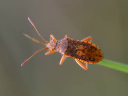 Attēlu rezultāti vaicājumam “Rhopalus maculatus imago”