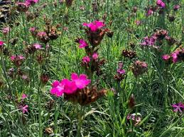 Image result for Dianthus carthusianorum
