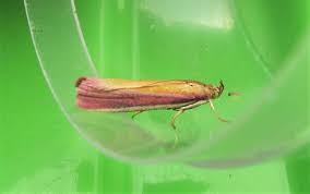 Attēlu rezultāti vaicājumam “Oncocera semirubella”