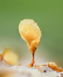 Attēlu rezultāti vaicājumam “Hemitrichia clavata spores”