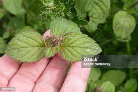 Attēlu rezultāti vaicājumam “Mentha aquatica leaf”