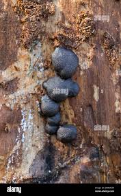 Attēlu rezultāti vaicājumam “Amaurochaete atra spores”