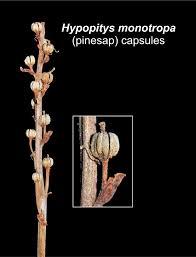 Attēlu rezultāti vaicājumam “Monotropa hypopitys bud”