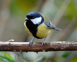 Attēlu rezultāti vaicājumam “Parus major”