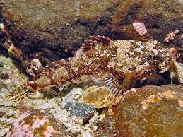 Image result for Myoxocephalus scorpius