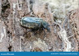 Attēlu rezultāti vaicājumam “Osmoderma barnabita imago”