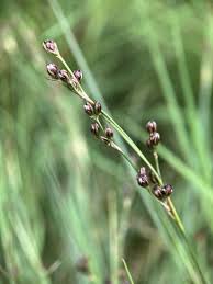 Attēlu rezultāti vaicājumam “Juncus gerardii fruit”