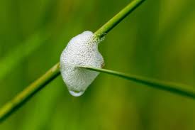 Attēlu rezultāti vaicājumam “Philaenus spumarius nymph”