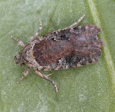 Attēlu rezultāti vaicājumam “Depressaria olerella imago”