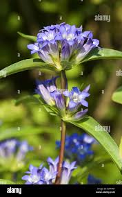 Attēlu rezultāti vaicājumam “Gentiana cruciata flower”
