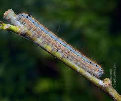 Attēlu rezultāti vaicājumam “Malacosoma neustria larva”
