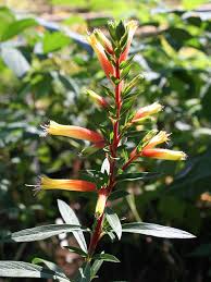 Image result for Cuphea ignea