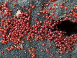 Attēlu rezultāti vaicājumam “Nectria episphaeria”