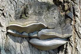 Attēlu rezultāti vaicājumam “Phellinus populicola”