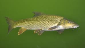 Image result for Barbus barbus