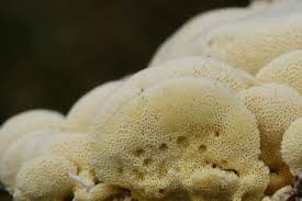 Attēlu rezultāti vaicājumam “Antrodia xantha”