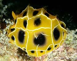 Attēlu rezultāti vaicājumam “Retinia resinella exuvia”