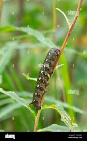 Attēlu rezultāti vaicājumam “Hyles gallii larva”