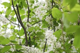 Attēlu rezultāti vaicājumam “Padus avium leaf”