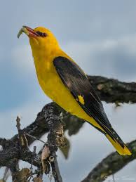 Attēlu rezultāti vaicājumam “Oriolus oriolus male”