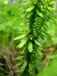 Attēlu rezultāti vaicājumam “Lophozia ascendens”