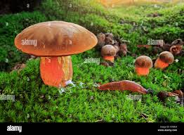 Attēlu rezultāti vaicājumam “Sutorius luridiformis”