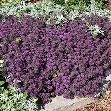 Attēlu rezultāti vaicājumam “Lobularia maritima”