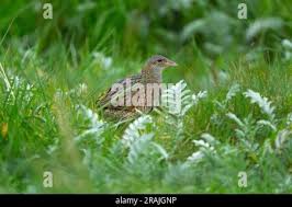 Attēlu rezultāti vaicājumam “Crex crex adult”