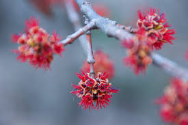 Attēlu rezultāti vaicājumam “Acer rufinerve flower”