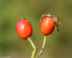 Attēlu rezultāti vaicājumam “Rosa subcanina leaf”