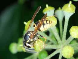 Attēlu rezultāti vaicājumam “Vespula germanica”