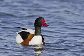 Attēlu rezultāti vaicājumam “Tadorna tadorna male”