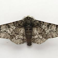 Attēlu rezultāti vaicājumam “Biston betularia”