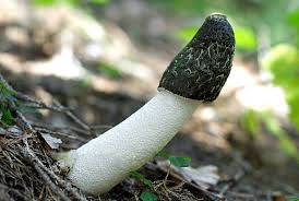 Attēlu rezultāti vaicājumam “Phallus impudicus”