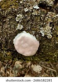 Attēlu rezultāti vaicājumam “Reticularia lycoperdon spores”